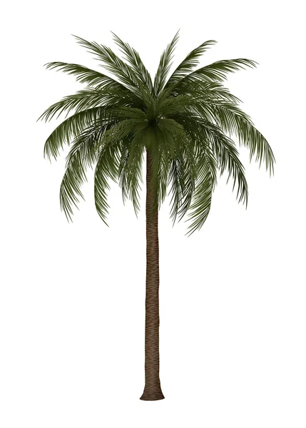 Illustration av palm tree — Stock vektor