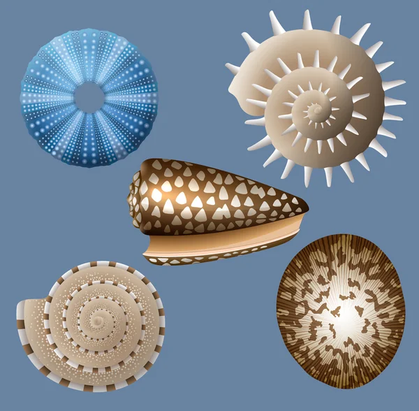 Seashells — Stock Vector