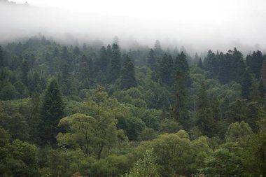 Bir ormandaki sağlıklı yeşil ağaçlar eski Ladin, köknar ve çam. Ladin ağaçlarının iğne yapraklı orman sisin içinde Hill'e güneş doğarken aşağı.