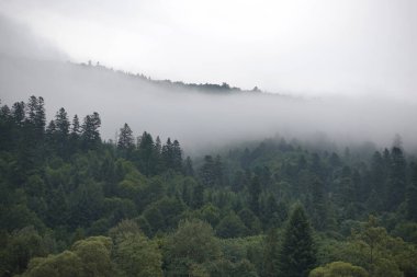 Bir ormandaki sağlıklı yeşil ağaçlar eski Ladin, köknar ve çam. Ladin ağaçlarının iğne yapraklı orman sisin içinde Hill'e güneş doğarken aşağı.
