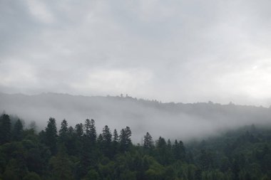 Bir ormandaki sağlıklı yeşil ağaçlar eski Ladin, köknar ve çam. Ladin ağaçlarının iğne yapraklı orman sisin içinde Hill'e güneş doğarken aşağı.