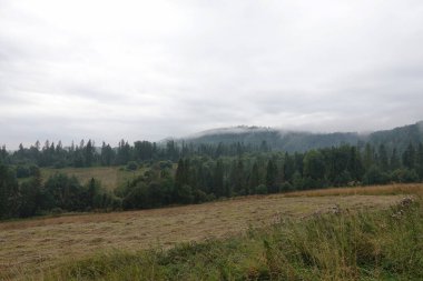 Bir ormandaki sağlıklı yeşil ağaçlar eski Ladin, köknar ve çam. Ladin ağaçlarının iğne yapraklı orman sisin içinde Hill'e güneş doğarken aşağı.