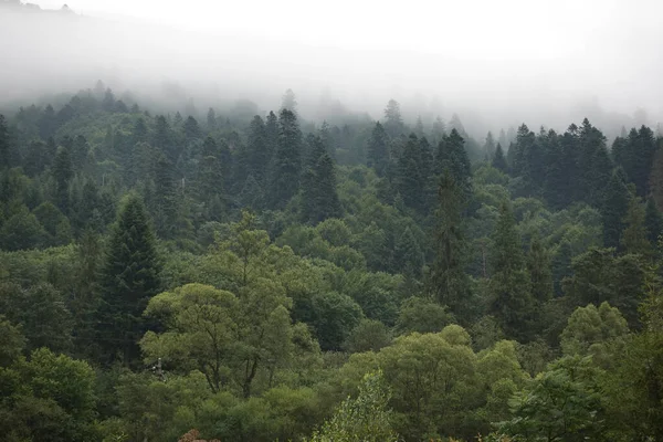 Bir ormandaki sağlıklı yeşil ağaçlar eski Ladin, köknar ve çam. Ladin ağaçlarının iğne yapraklı orman sisin içinde Hill'e güneş doğarken aşağı.
