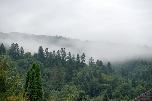 Árvores Verdes Saudáveis Uma Floresta Abeto Velho Abeto Pinheiro Árvores — Fotografia de Stock