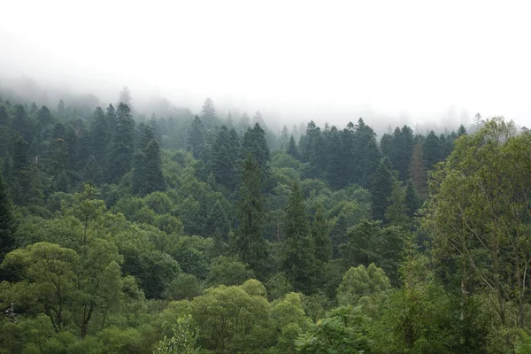 健康的绿树在森林的老云杉 冷杉和松树 日出时 山下的树木在雾中把树木倒在针叶林上 — 图库照片#