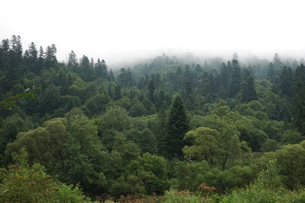 健康的绿树在森林的老云杉 冷杉和松树 日出时 山下的树木在雾中把树木倒在针叶林上 — 图库照片#