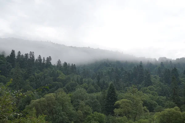 健康的绿树在森林的老云杉 冷杉和松树 日出时 山下的树木在雾中把树木倒在针叶林上 — 图库照片#