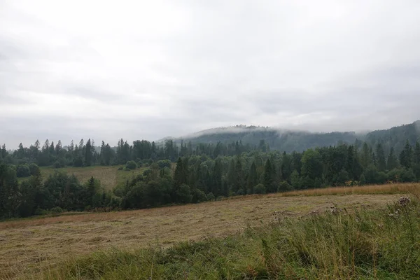 健康な緑の木々 森の古いトウヒ モミや松 日の出霧における人工林の丘をトウヒ — ストック写真