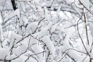 Beyaz ağaç dalı karda