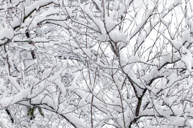 White snow on the tree branch clipart