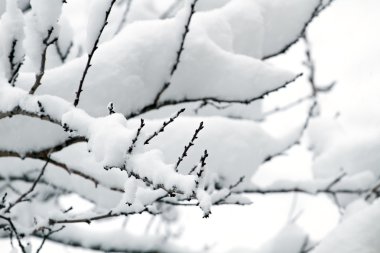 Beyaz ağaç dalı karda