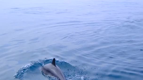 Delfinek Ugranak Tengerbe Spanyolország Földközi Tenger Közös Palackozott Delfinek Játszanak — Stock videók