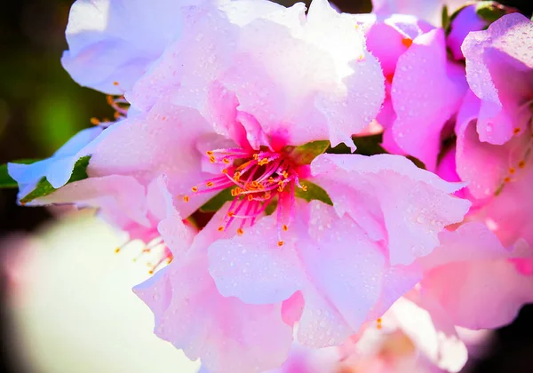 Bloemen Van Amandelen Close Macro Foto Lente Spanje 2021 Maart — Stockfoto