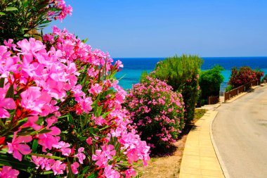 Duvar kağıdı basmak için renkli bir yaz manzarası. Costa Blanca, Güney Alicante, Orihuela Costa