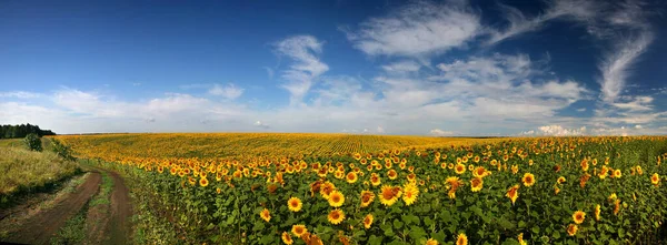 Панорамне Поле Соняшників Фотографія Високої Роздільної Здатності Літній Пейзаж Великого — стокове фото
