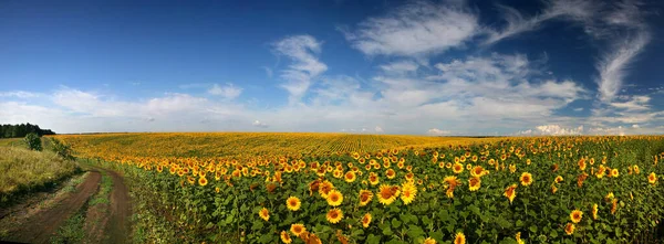 Ayçiçeklerinin Panorama Alanı Yüksek Çözünürlüklü Fotoğrafçılık Büyük Formatın Yaz Manzarası Stok Fotoğraf