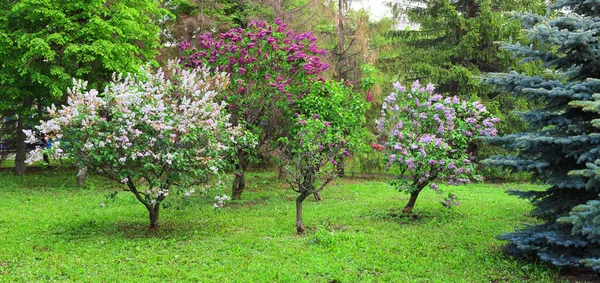 Büyük boy panorama, parkta çiçek açan leylaklar, duvar resimleri için fotoğraf, bahar.