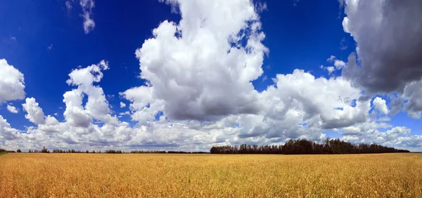 Yüksek çözünürlüklü yaz manzarası, buğday tarlası ve bulutlu mavi gökyüzü, ferah