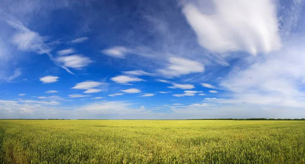 Великі фотографії високої роздільної здатності, літній пейзаж житнього поля, пшениці та неба з красивими хмарами — стокове фото