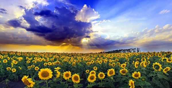 Letni krajobraz, pole słonecznika i niebo z chmurami, zdjęcie w wysokiej rozdzielczości — Zdjęcie stockowe
