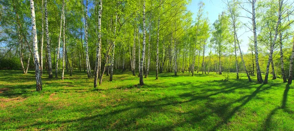 Birch grove, Panorama для розпису стін фотодруку, фото високої роздільної здатності, весняний ліс з березами. Ліцензійні Стокові Зображення