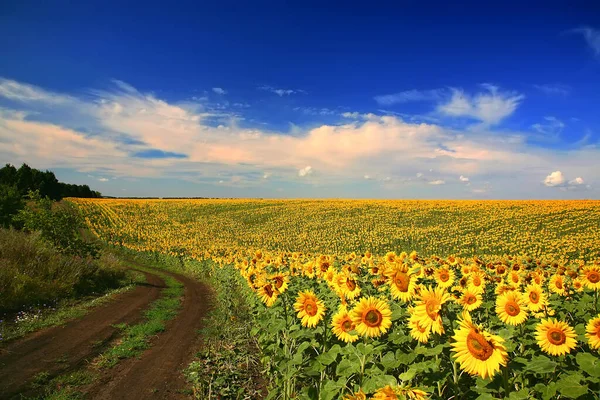 Соняшникове поле, літній пейзаж, фотобанк, фото з високою роздільною здатністю — стокове фото