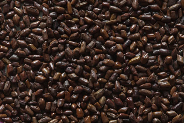 cassia tora fasulyesi
