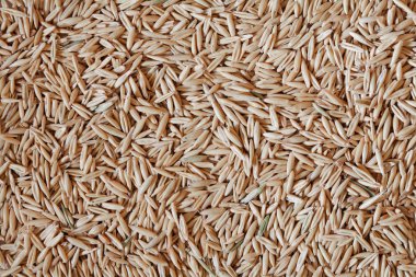 yulaf tahıl fotoğraf