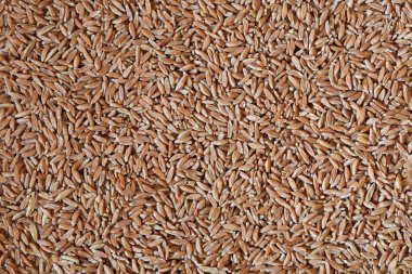 yazıldığından tahıl fotoğraf