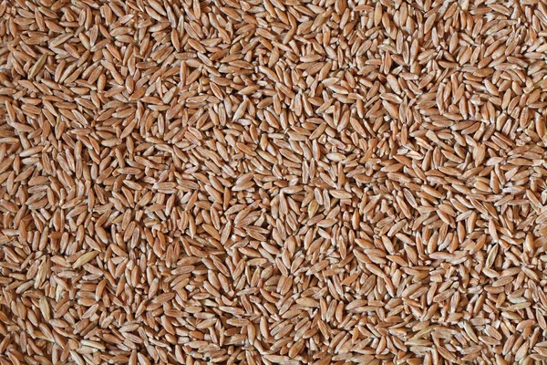 Spelt grains photo — Stock Photo, Image