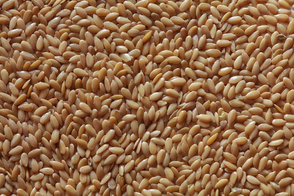 Золотий насіння льону — стокове фото