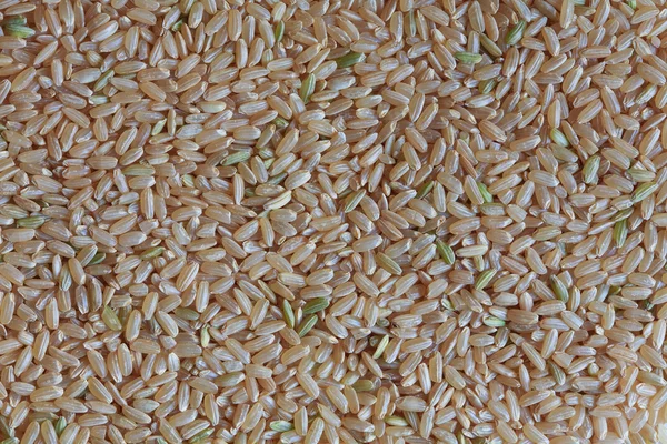 Wild unpolished rice — Stock Photo, Image