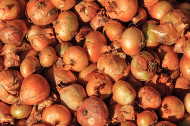 Kuru soğan fotoğraf