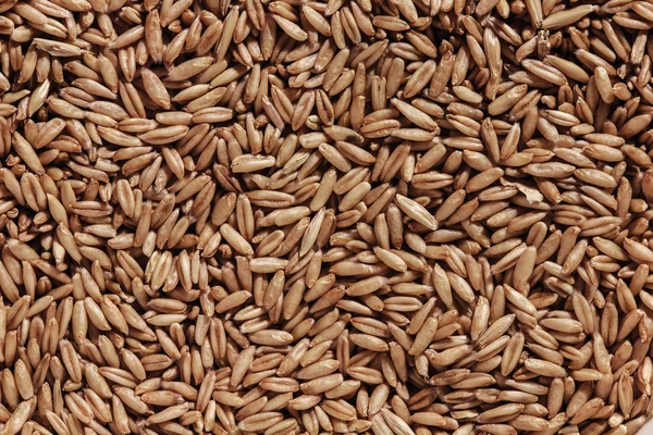 Seeds of oats — Stock Photo, Image