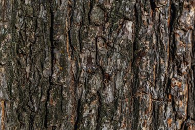 Ağaç kabuğu fotoğraf