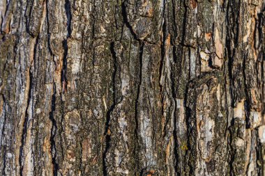 Ağaç kabuğu fotoğraf