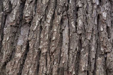 Ağaç kabuğu fotoğraf