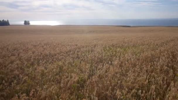 Hava: Buğday, mavi deniz sarı alan. Yaz sabahı. — Stok video