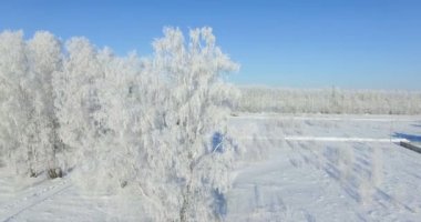 4k Hava: bir kış orman sabah... Frost kış alan ve mavi gökyüzü ile dondurulmuş huş ağacı