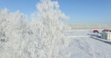 4k Hava: bir kış orman sabah... Frost kış alan ve mavi gökyüzü ile dondurulmuş huş ağacı