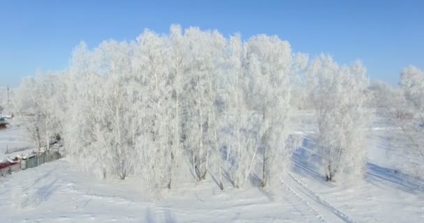 Aéreo: manhã em uma floresta de inverno.. Bétula congelada com geada no campo de inverno e céu azul — Vídeo de Stock