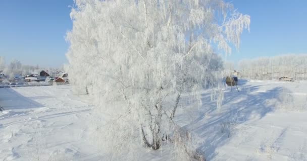 Aerea: mattina in una foresta invernale.. Betulla congelata con gelo al campo invernale e cielo blu — Video Stock