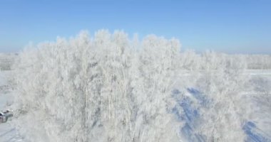 Anteni: bir kış orman sabah... Frost kış alan ve mavi gökyüzü ile dondurulmuş huş ağacı