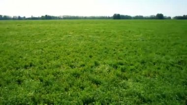 Anteni: Düşük uçuş yeşil ve sarı buğday alanın üzerine