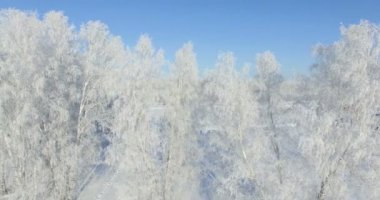 4k Hava: bir kış orman sabah... Frost kış alan ve mavi gökyüzü ile dondurulmuş huş ağacı