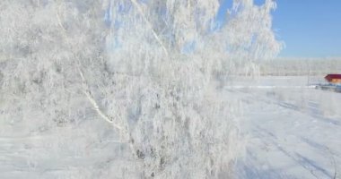 4k Hava: bir kış orman sabah... Frost kış alan ve mavi gökyüzü ile dondurulmuş huş ağacı