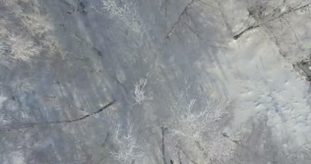 4K Aerial: morning in a winter forest.. Frozen Birch tree with frost at winter field and blue sky. Vertical down view. — Stock Video