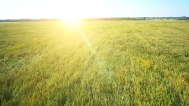 AERIAL: Low flight over green and yellow wheat field — Stock Video