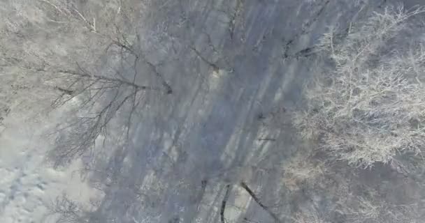 Aerea: mattina in una foresta invernale.. Betulla congelata con gelo a campo invernale e cielo azzurro. Vista verticale verso il basso . — Video Stock