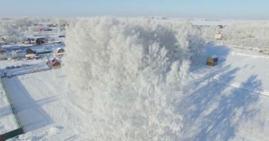 Anteni: bir kış orman sabah... Frost kış alan ve mavi gökyüzü ile dondurulmuş huş ağacı